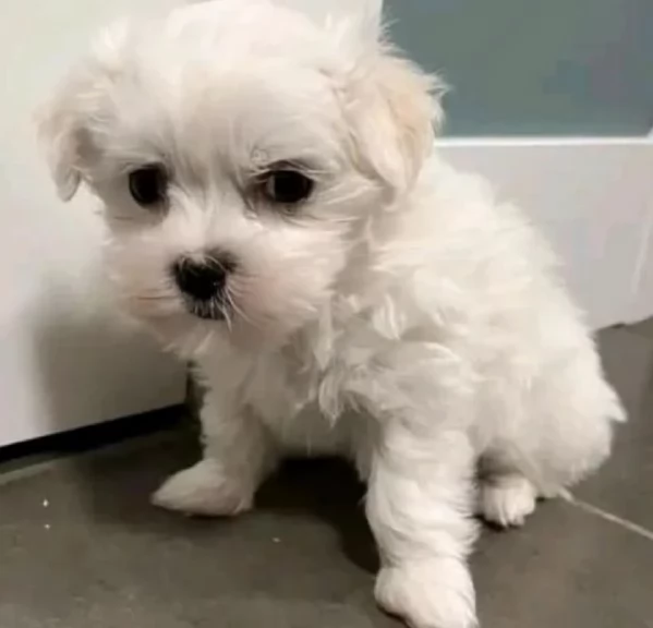 Maltese Toy cuccioli maschio e femmina | Foto 4