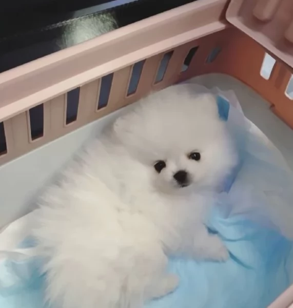 Maltese Toy cuccioli maschio e femmina | Foto 2