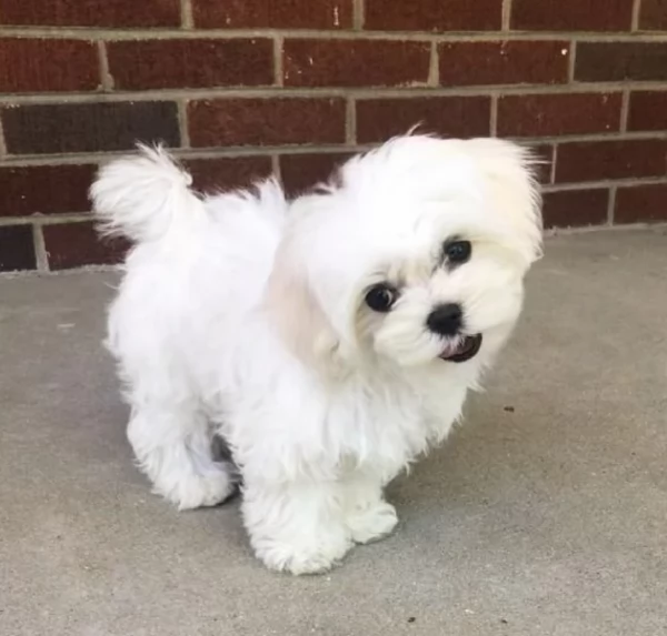 Maltese Toy cuccioli maschio e femmina | Foto 1
