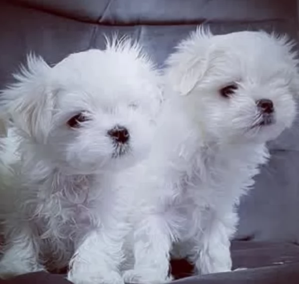 Maltese Toy cuccioli maschio e femmina