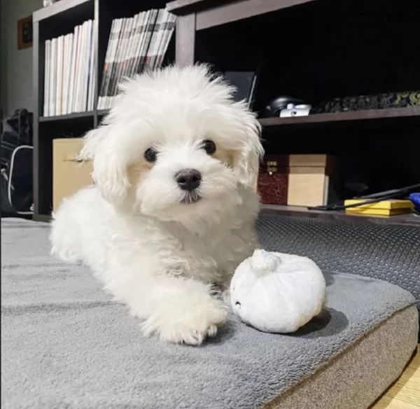 Maltese Toy cuccioli maschio e femmina | Foto 0