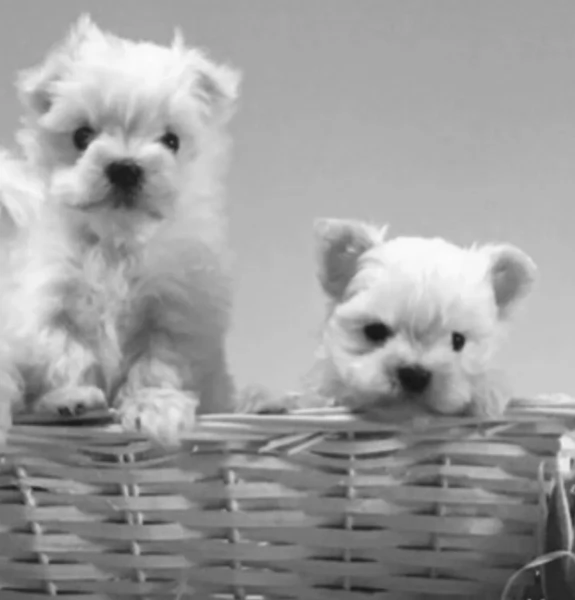 Maltese Toy cuccioli maschio e femmina | Foto 5