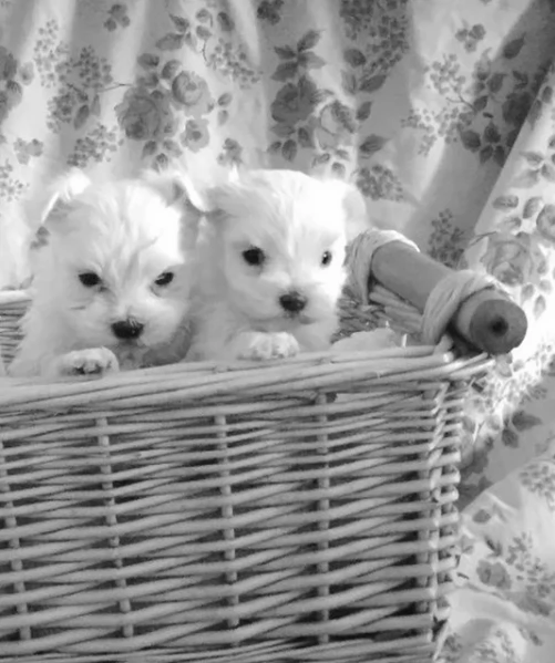 Maltese Toy cuccioli maschio e femmina | Foto 4