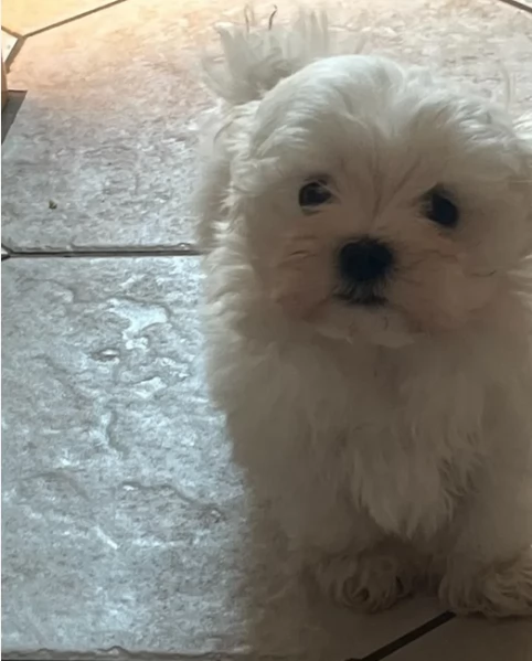 Maltese Toy cuccioli maschio e femmina | Foto 1