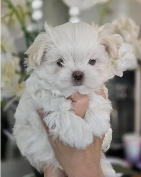 Maltese Toy cuccioli maschio e femmina