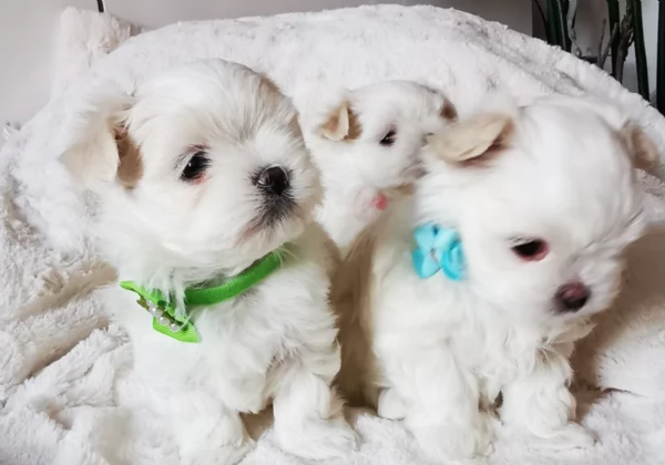 Maltese Toy cuccioli maschio e femmina | Foto 4