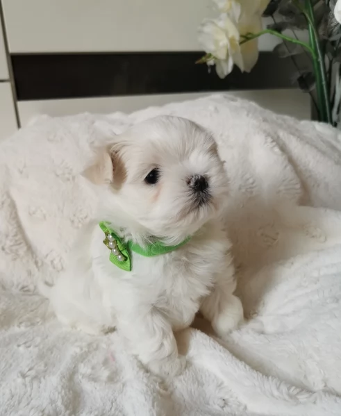 Maltese Toy cuccioli maschio e femmina | Foto 2