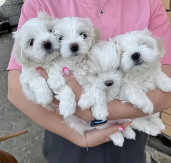 Maltese Toy cuccioli maschio e femmina | Foto 3