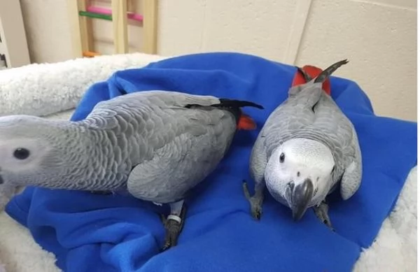 *Pappagalli parlanti e sani e uova 