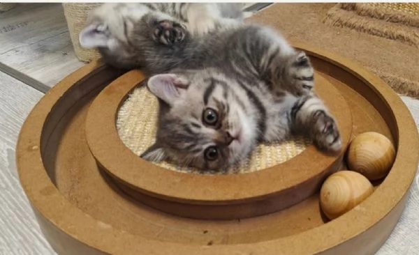 Bellissima  gatti a pelo corto in adozione. British shorthair | Foto 0