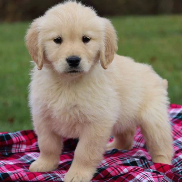 REGALO GOLDEN RETRIEVER
