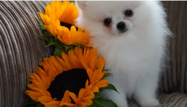 Pomeranian Toy cuccioli maschio e femmina | Foto 2