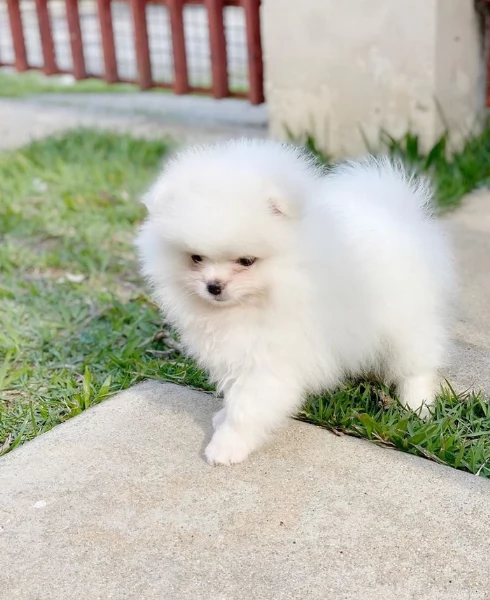 Pomeranian Toy cuccioli maschio e femmina | Foto 1
