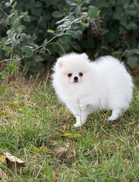 Pomeranian Toy cuccioli maschio e femmina | Foto 0