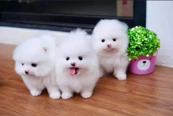 Pomeranian Toy cuccioli maschio e femmina | Foto 0