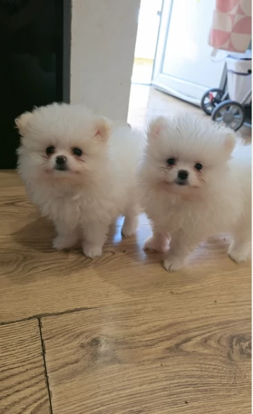 Pomeranian Toy cuccioli maschio e femmina | Foto 0