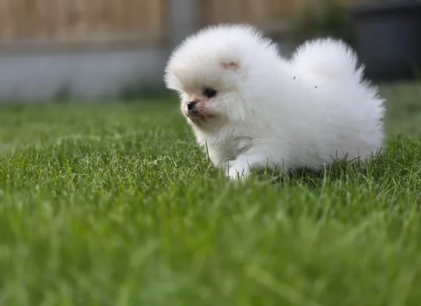 Pomeranian Toy cuccioli maschio e femmina | Foto 1