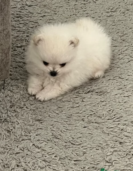 Pomeranian Toy cuccioli maschio e femmina | Foto 6
