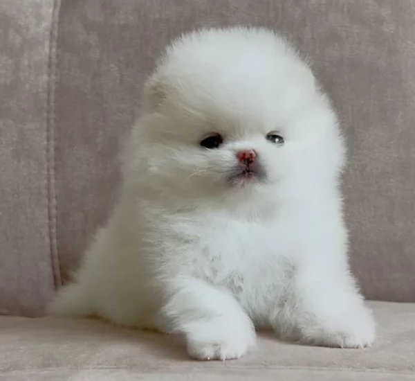 Pomeranian Toy cuccioli maschio e femmina | Foto 0