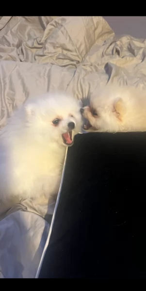 Pomeranian Toy cuccioli maschio e femmina | Foto 6