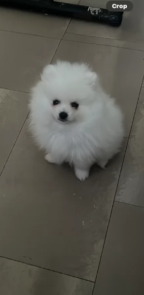 Pomeranian Toy cuccioli maschio e femmina | Foto 4