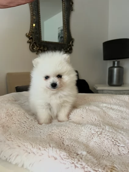 Pomeranian Toy cuccioli maschio e femmina | Foto 0