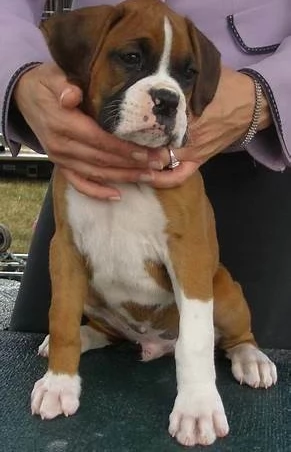 Cuccioli Boxer con coda e senza coda | Foto 0