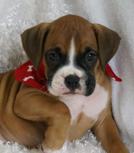 Cuccioli Boxer con coda e senza coda