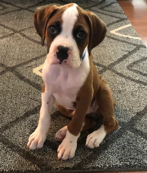 Cuccioli Boxer con coda e senza coda | Foto 0