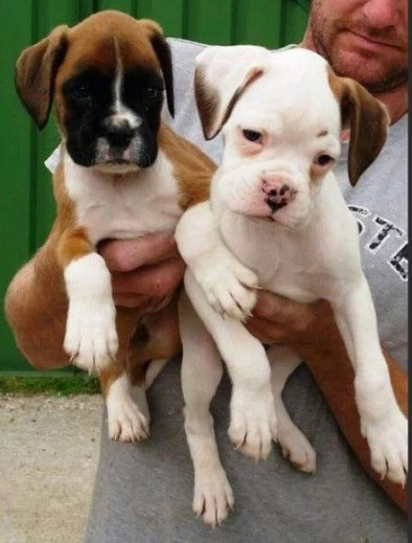 Cuccioli Boxer con coda e senza coda | Foto 0