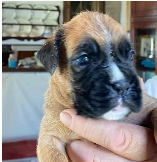 Cuccioli Boxer con coda e senza coda