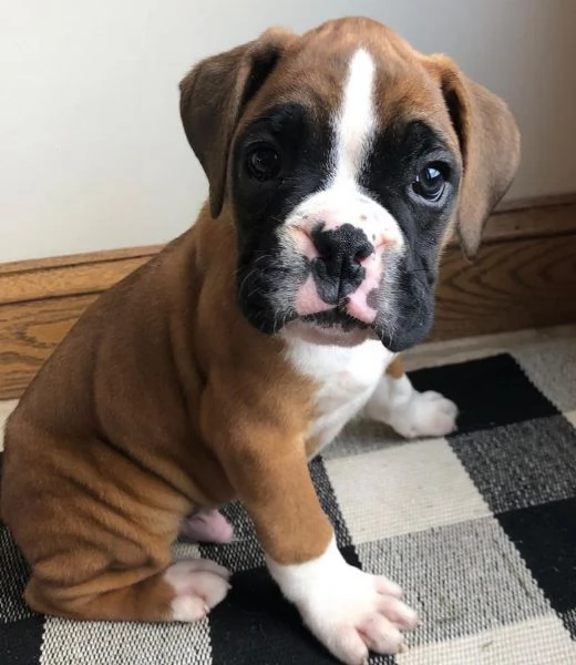 Cuccioli Boxer con coda e senza coda
