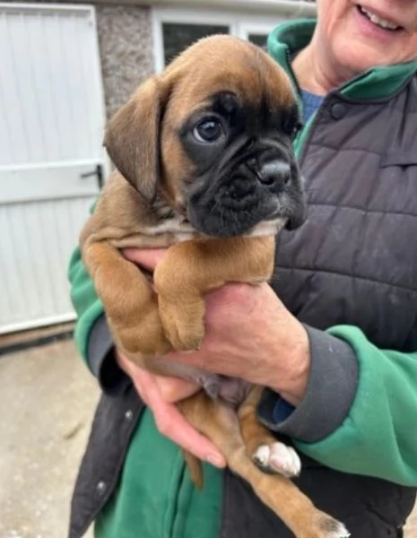 Cuccioli Boxer con coda e senza coda | Foto 1