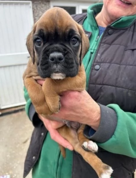 Cuccioli Boxer con coda e senza coda | Foto 0