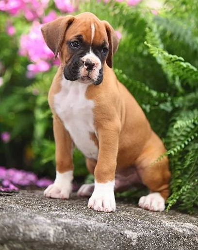 Cuccioli Boxer con coda e senza coda | Foto 0
