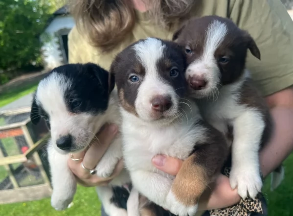 disponibili Regalo cuccioli di border collie femmine e maschi  | Foto 1