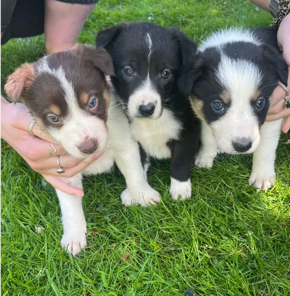 disponibili Regalo cuccioli di border collie femmine e maschi  | Foto 3