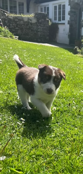 disponibili Regalo cuccioli di border collie femmine e maschi  | Foto 6