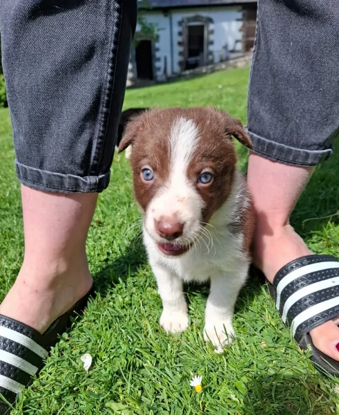 disponibili Regalo cuccioli di border collie femmine e maschi  | Foto 4