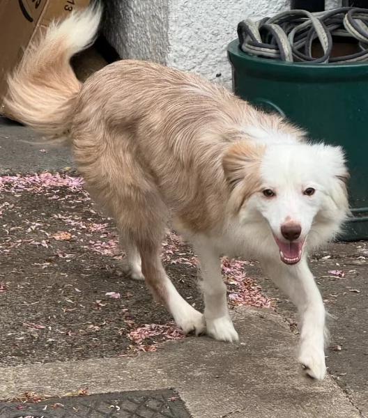 disponibili Regalo cuccioli di border collie femmine e maschi 
