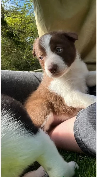disponibili Regalo cuccioli di border collie femmine e maschi  | Foto 1