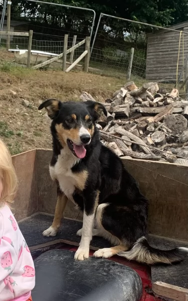 disponibili Regalo cuccioli di border collie femmine e maschi  | Foto 0