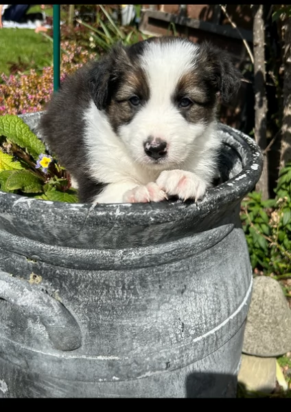 disponibili Regalo cuccioli di border collie femmine e maschi  | Foto 2
