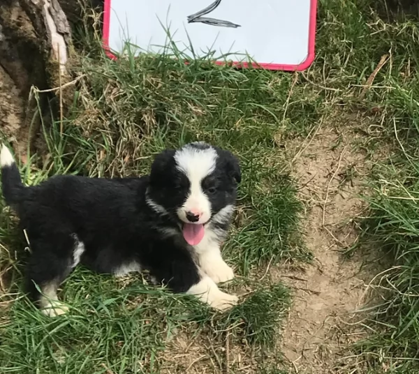 disponibili Regalo cuccioli di border collie femmine e maschi  | Foto 0