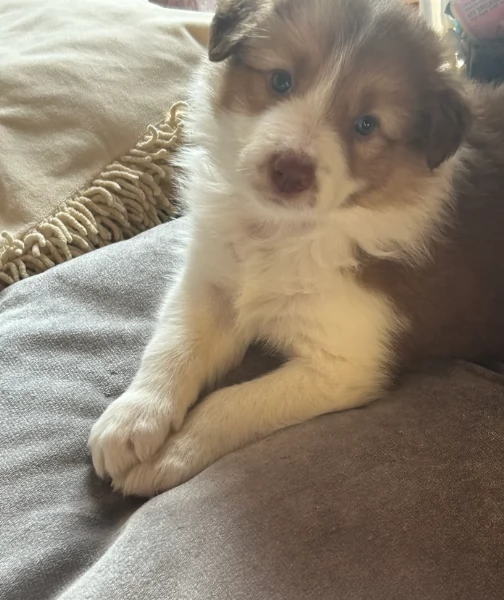 disponibili Regalo cuccioli di border collie femmine e maschi  | Foto 4