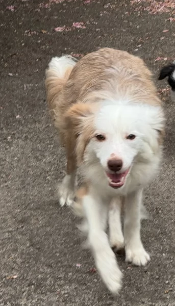 disponibili Regalo cuccioli di border collie femmine e maschi  | Foto 3