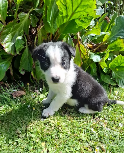 disponibili Regalo cuccioli di border collie femmine e maschi  | Foto 3