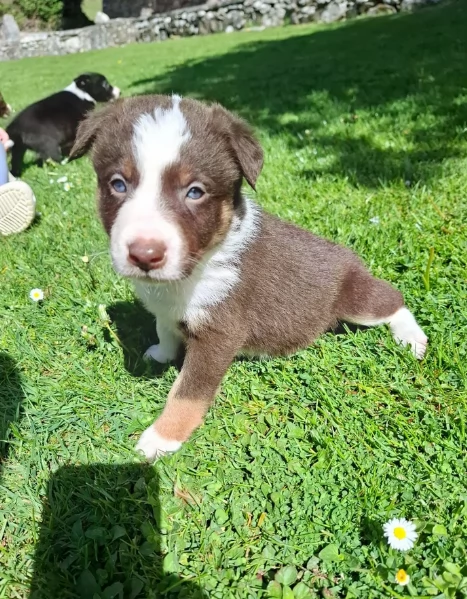 disponibili Regalo cuccioli di border collie femmine e maschi  | Foto 3