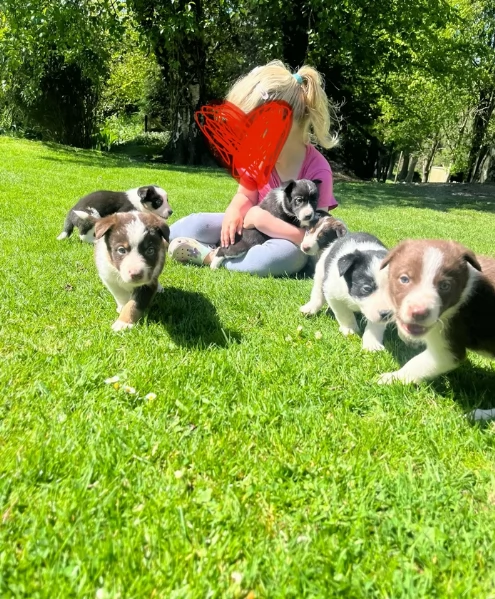 disponibili Regalo cuccioli di border collie femmine e maschi  | Foto 2