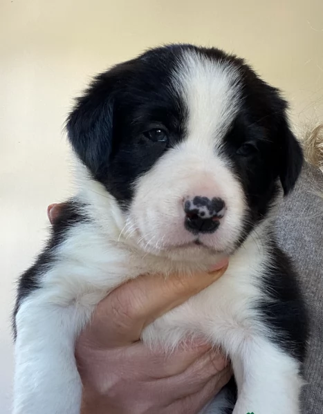 disponibili Regalo cuccioli di border collie femmine e maschi 